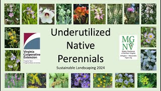 Underutilized Native Perennials Master Gardener Reveals Her Favorite Tips Paragraphic