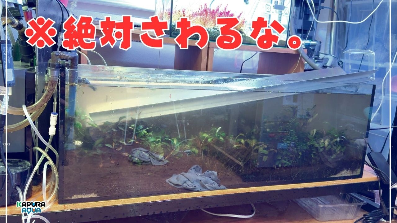 Emergency] I dropped an LED light into my aquarium. Three absolute