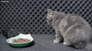 Cat Master Yoda Eating ASMR by ASMR CATS EATING 67 views 1 month ago 13 minutes, 38 seconds