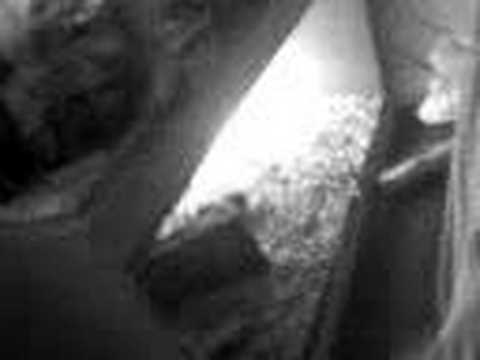 petco hours Lizard vs. My Bed