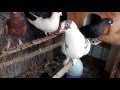 Güvercinlerin Cinsiyet Ayrımı #1