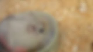 ?hamster reveal?||read desc||