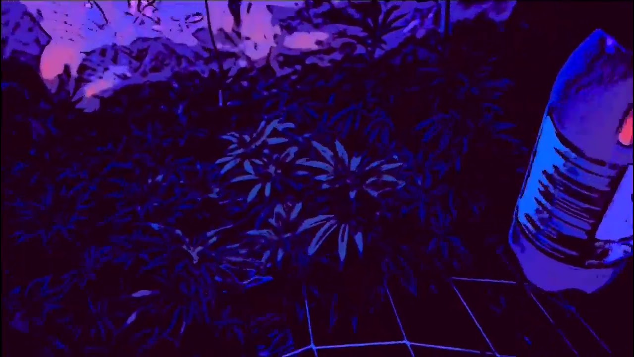 _iamjeremiahweed_  garden update with The Enhancer CO2 Bottle from TNB Naturals