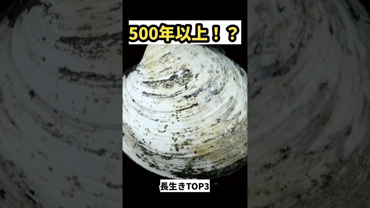 c*n様 ① 激レア‼️ 北極キツネ 剥製 錦鶏鳥 プラチナキツネ 狸 隼 5