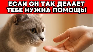 видео: НИКОГДА НЕ ИГНОРИРУЙ то, что пытается сказать твоя кошка — это может СПАСТИ ТЕБЕ ЖИЗНЬ! картинка: НИКОГДА НЕ ИГНОРИРУЙ то, что пытается сказать твоя кошка — это может СПАСТИ ТЕБЕ ЖИЗНЬ!