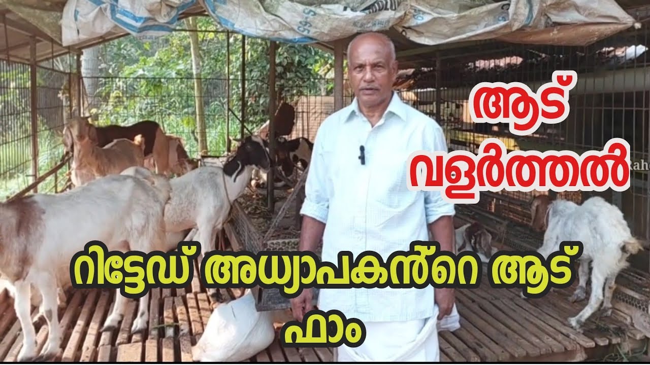 ആട് വളർത്തൽ|goat farming in Kerala|Goat Farming Malayalam|aadu farming malayalam|adu valarthal