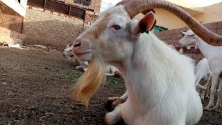 ماعز سانين فرنساوي بيور الغزال الابيض goats