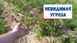 видео: Самый опасный вредитель картинка: Самый опасный вредитель