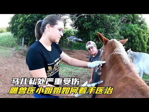 馬兒秘密器官受傷化膿，小哥發現後麻藥也不打，直接上手暴力醫治#马儿#動物#动物#動物救援#救援 #野生動物 #報恩 #感動 #感人#奇跡 #新聞 #真實新聞#鏡頭記錄 #真實故事 #救援 #救助
