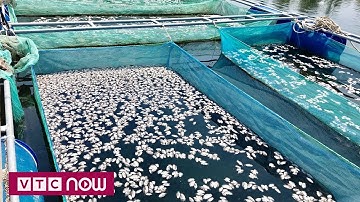 Hàng loạt lồng bè cá chết không rõ nguyên nhân tại Hội An