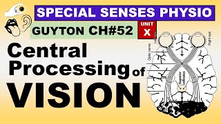 Ch Physiology Guyton Special Senses Central Processing Of Vision Physiology Lectures