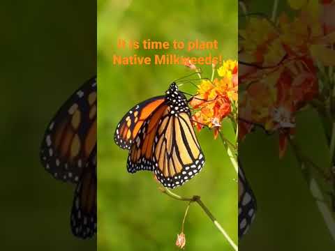 Video: Plants For Butterfly Migration - Plante preferate pentru migrarea fluturilor