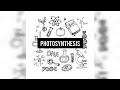 Photosynthesis 🌱 Class 10 Biology | Life Processes – Nutrition in Plants