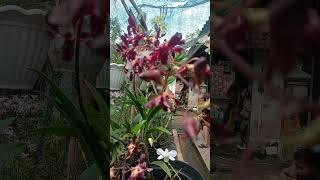 DENDRO ORCHIDS, #shortsfeed #shorts