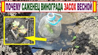 🍇 Поднялись ГРУНТОВЫЕ ВОДЫ. Затопило САЖЕНЦЫ ВИНОГРАДА весной. Вот что получилось.