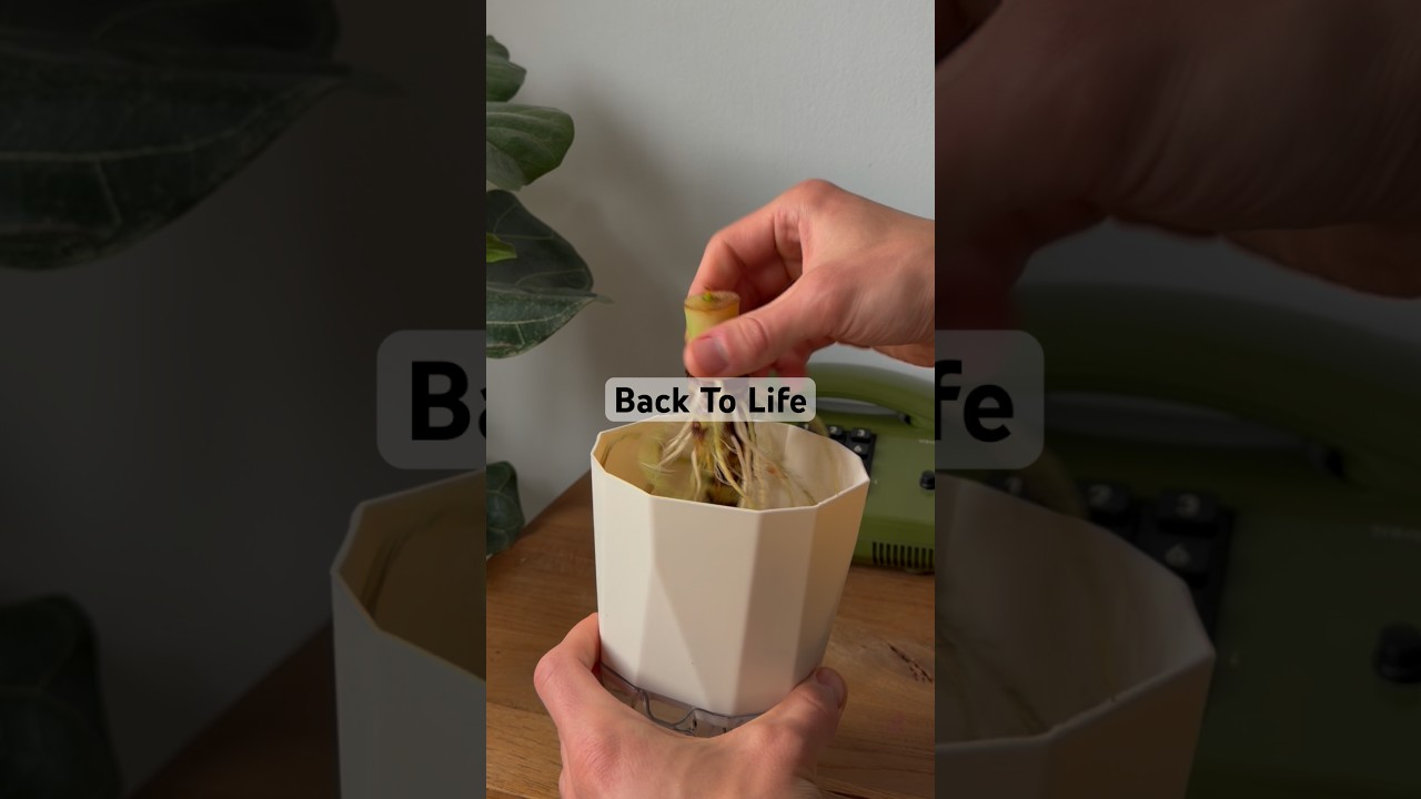 Back To The Corm!✨🌱 