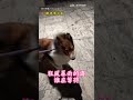 【懷疑狗生】颱風天帶喜樂蒂溜達 風大到「一臉問號」超萌｜颱風｜巴威｜喜樂蒂｜牧羊犬｜寵物