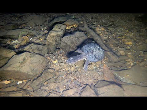 Snapping Turtle Swimming Underwater in Creek | Underwater GOPRO