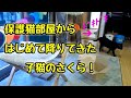 【ねこにう】保護猫の子猫が初めての大冒険！💓　－子猫が先住猫と慣れるまで！その壱－