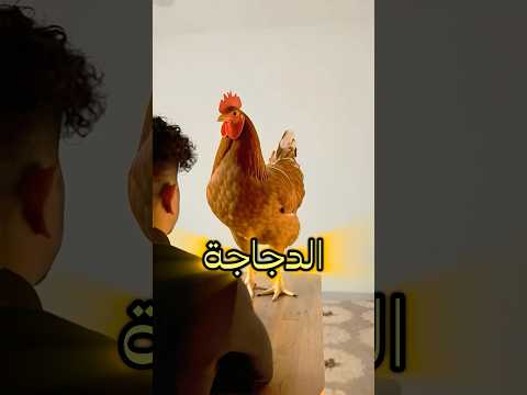 حوار مع الدجاجة 