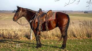 Mister Dually Pep 2011 AQHA Gelding