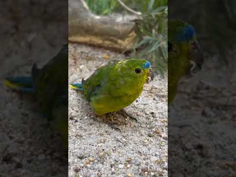 Orange-bellied Parrot ( Neophema chrysogaster)