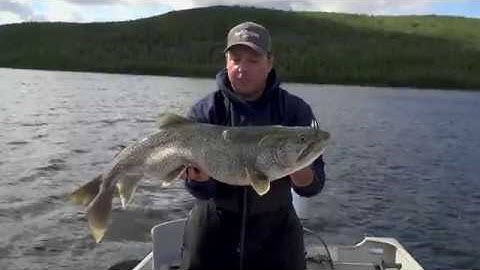 Three Way Rigging Lake Trout