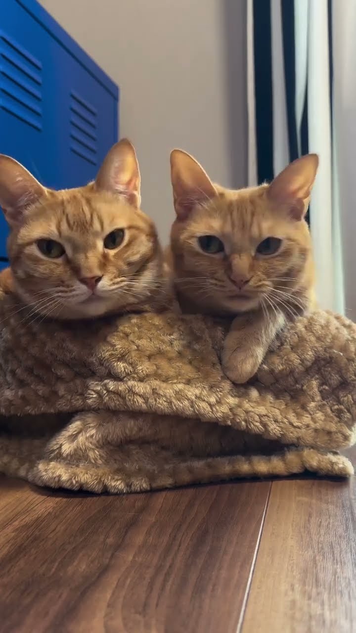 2 bébé chaton oronge top vidéo