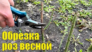 Как обрезать розы весной. Весенняя обрезка роз