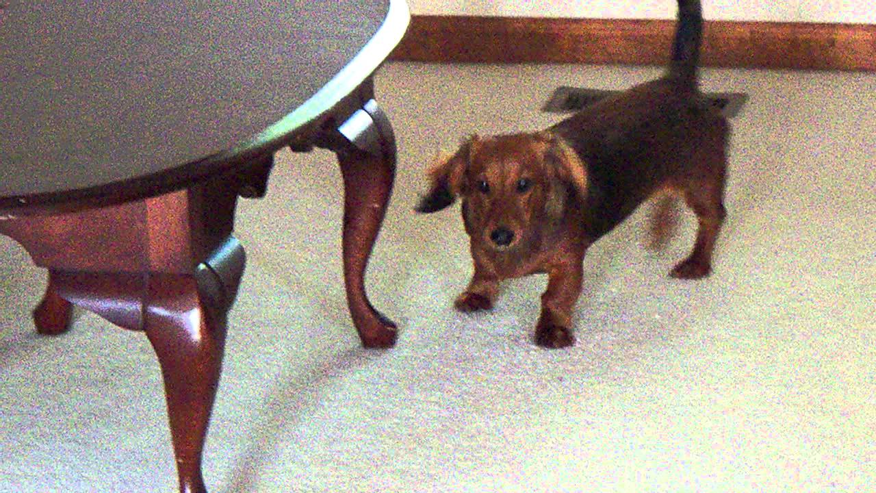 charlie barking with the barking dogs to jingle bells YouTube