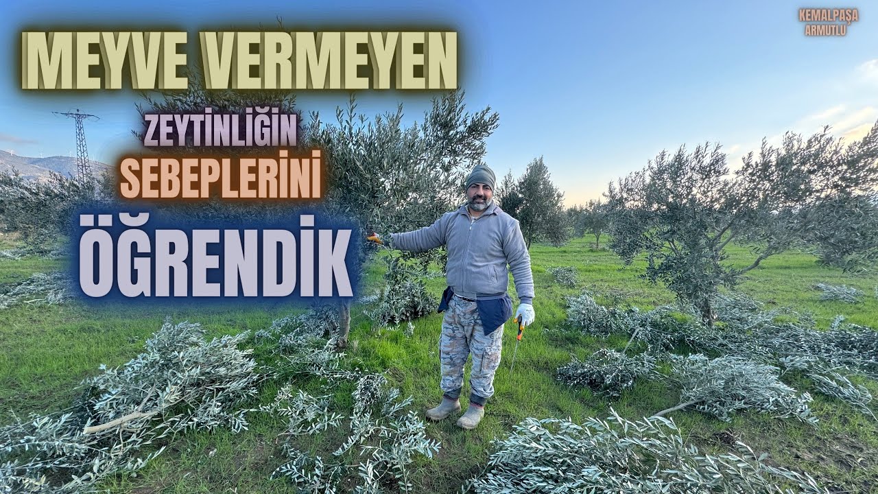Zeytin Ağaçlarında Verim Budaması Nasıl Yapılır? #erenvural #zeytinbudama #budama