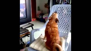 สุนัขร้องเพลง น่ารักมากๆ