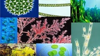 classification of algae Lecture 3 #algae #classification #botany #csspms #syllabus
