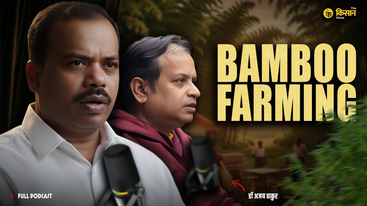 !! Bamboo Business !! बांस की कौन सी किस्म देगी सबसे ज्यादा मुनाफा?  #indianagriculture #bomboo