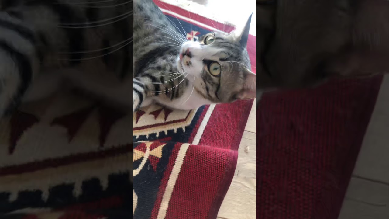 Deli kedi. Birol çok mutsuz YouTube