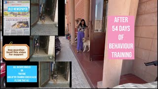 Tyson aggressive dog, Owner feedback and Simbha after 54 days of behaviour training @dogloverprakash