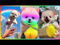 Tik Tok Chó Phốc Sóc Mini 😍 New Funny and Cute Pomeranian 🐕 #460