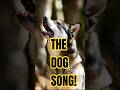 What Does a New Guinea Singing Dog Sound Like? The Dog That Sings Like a Whale