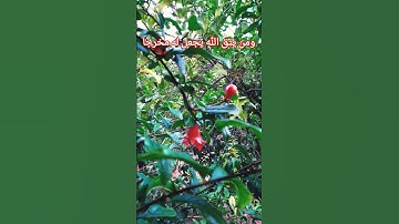 القرآن الكريم/القارئ الحاج عامر الكاظمي/اللهم صل وسلم على نبينا محمد/السلام عليكم أينما كنتم