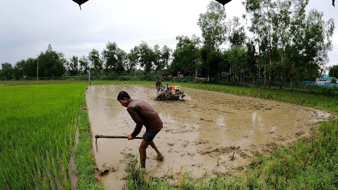 Farmers While Raining Cultivation of farmer's land in rain | Working on paddy field | Rainy ...