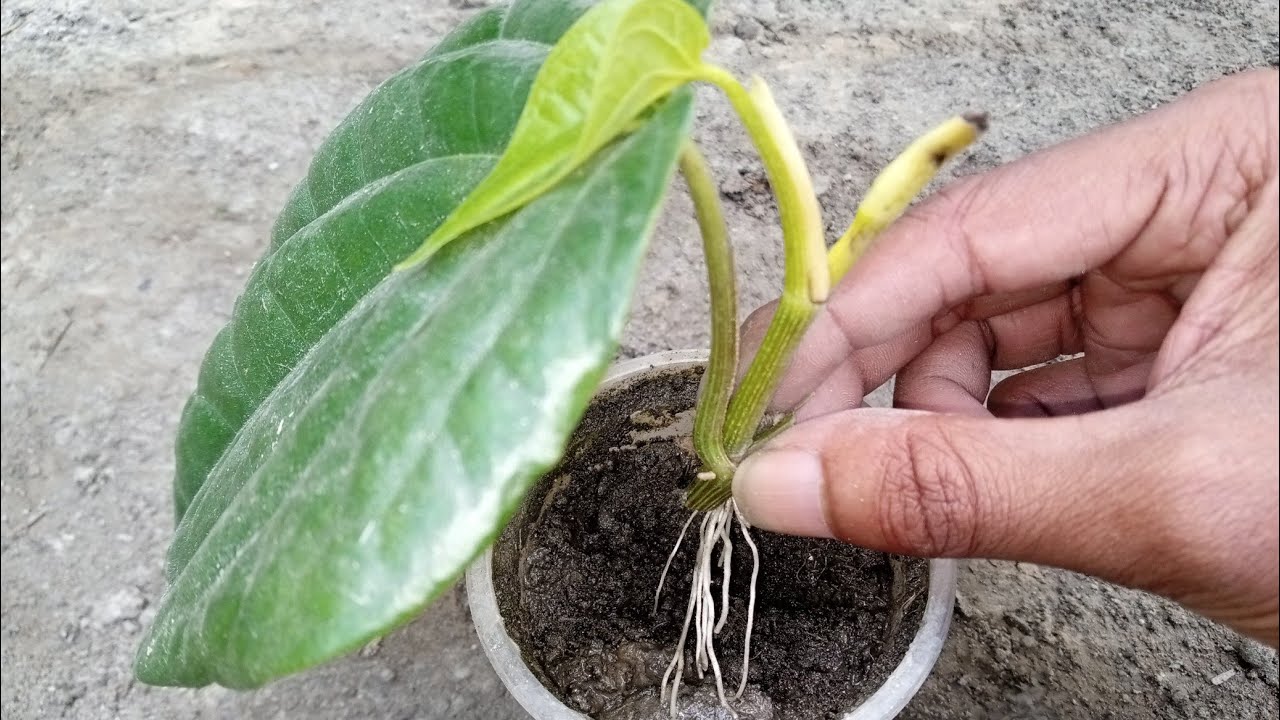 How to grow Betel leaf plant from leaf from small cutting