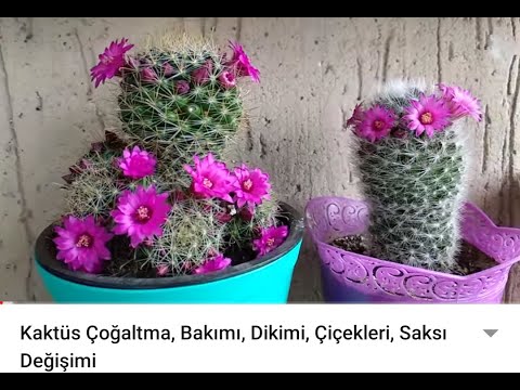 Video: Mammillaria Plumosa: Çiçekler Tüylerden Nasıl Büyür?