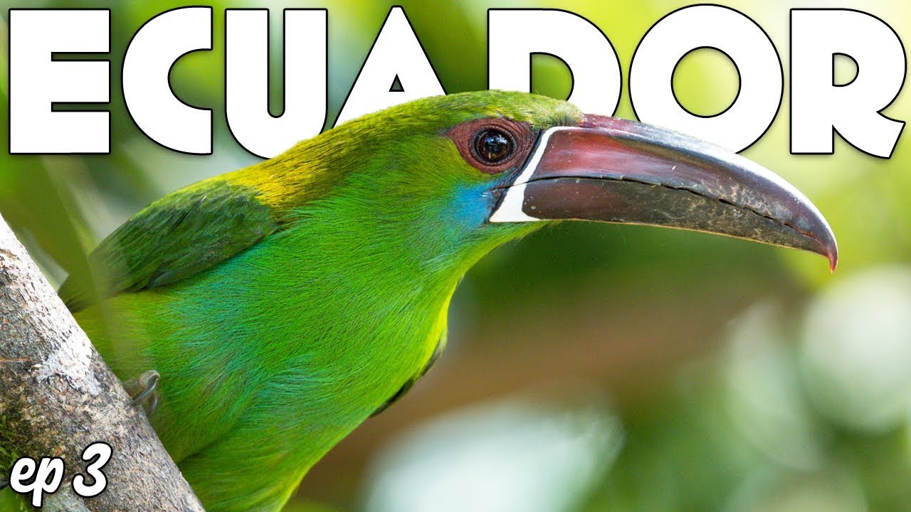 WILDLIFE PHOTOGRAPHY in Ecuador (a7R4 + 200-600 G) - YouTube