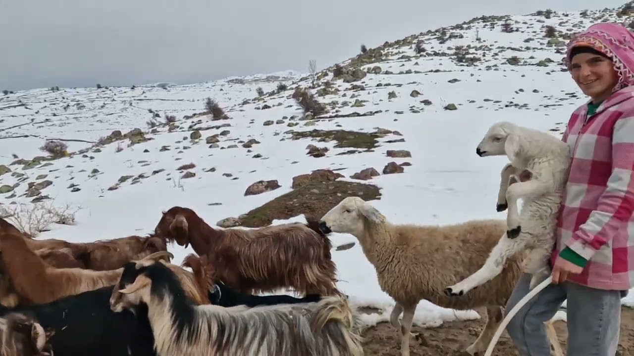 Aksaray Güzelyurt Akyamaç mahallemiz Kar da sokak gezisi Keçiler su içmeye gidiyor