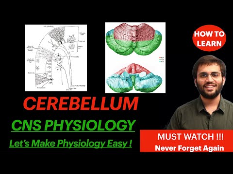 cerebellum-physiology-cns-|-circuit,-structure-video-|-central-nervous-system-|-neuroanatomy-revise