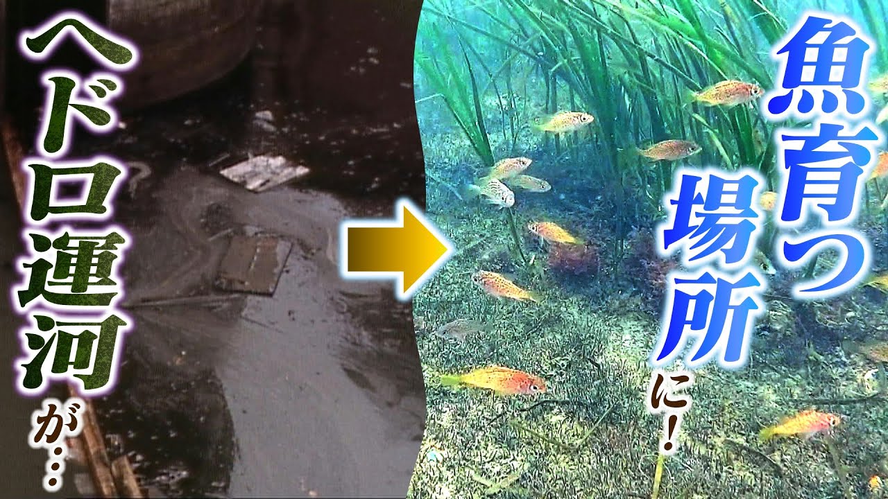 「水は真っ黒けだった」 汚染されていた『ヘドロ運河』を魚が育つ場所に変える...地元の手で「里海を作って湧き出る魚で生計を立てるのが理想」【ＭＢＳニュース特集】（2023年6月30日）