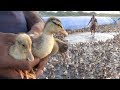 #Duckling | How to farm baby ducks | Village Duck farming and lifestyle