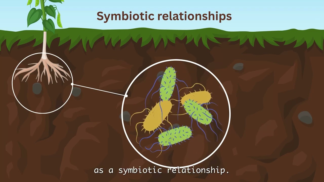 Soil Biology