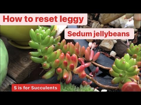 How to reset leggy Sedum Jellybean Succulents