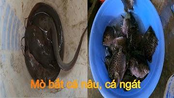 Mò bắt cá ngát cá nâu ghẹ bằng tay không - Tập 2 - Tony Kiệt Vlog